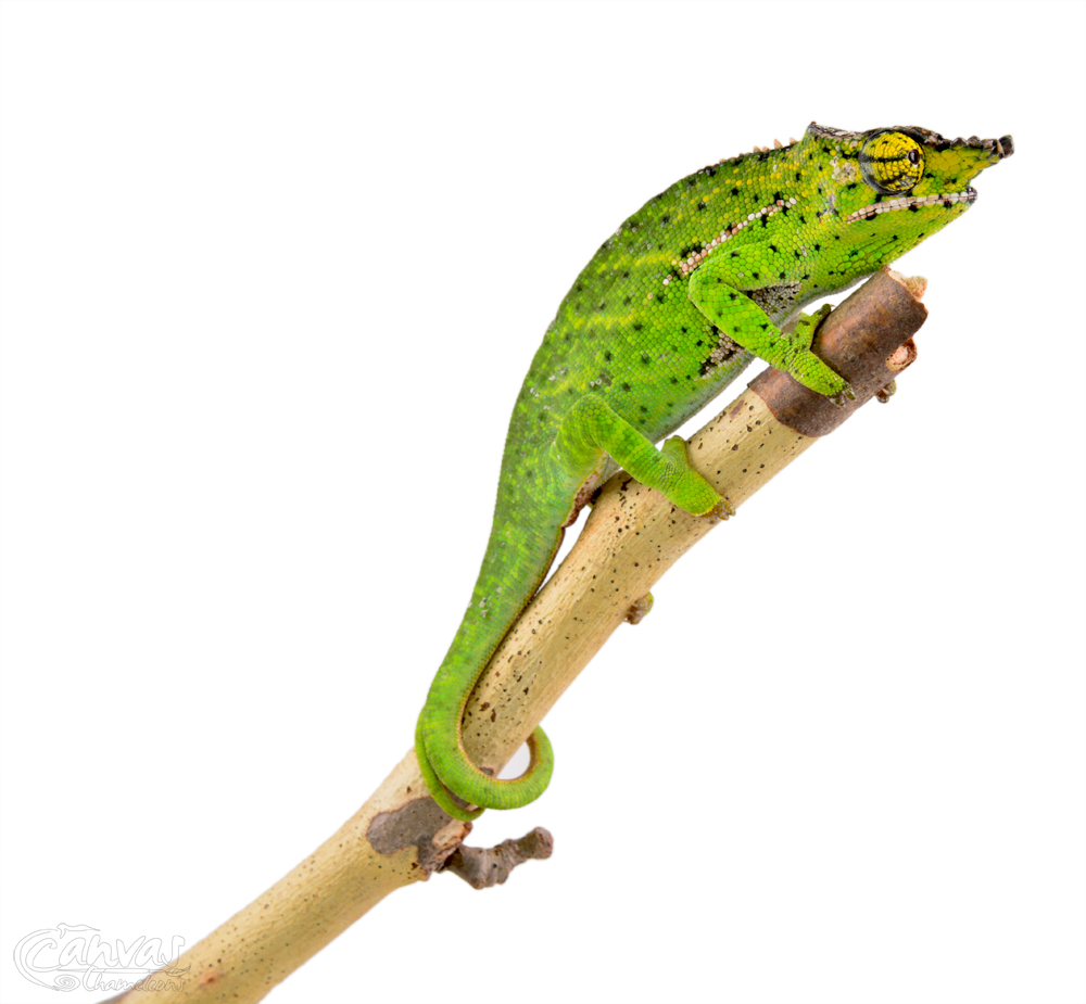 Furcifer Willsii - Canopy Chameleon - Canvas Chameleons - Male (6) w.jpg