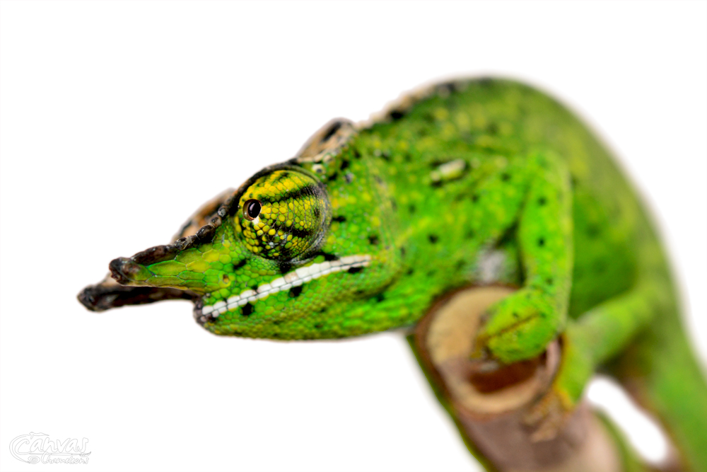 Furcifer Willsii - Canopy Chameleon - Canvas Chameleons - Male (9) w.jpg