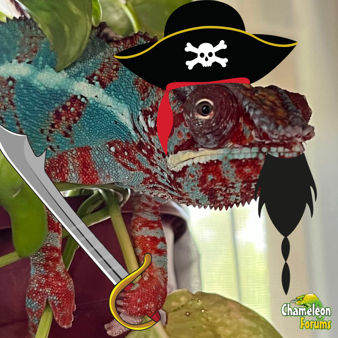 Grannyk.png