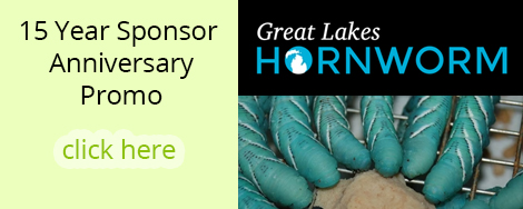 Great Lakes Hornworm