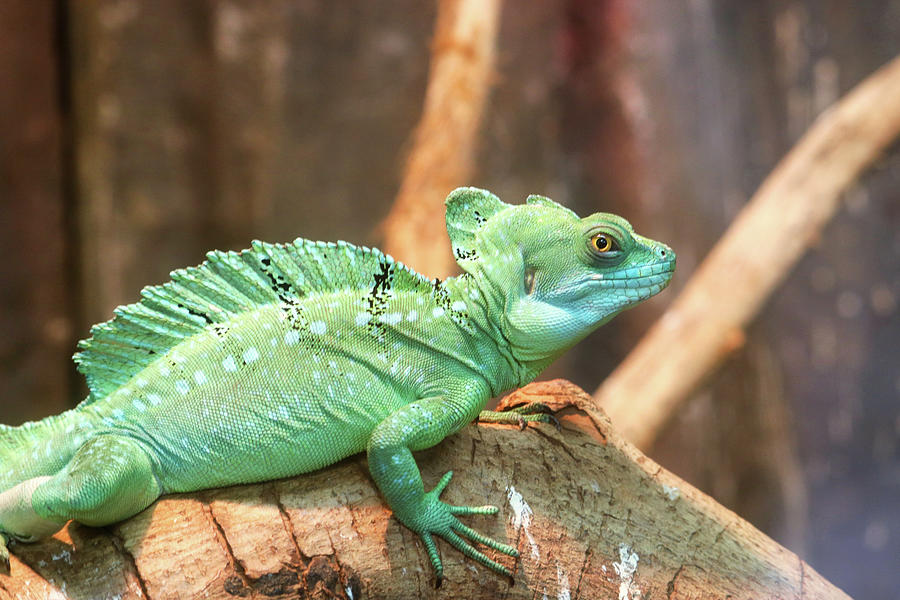 green-basilisk-2-frankie-bradshaw.jpg