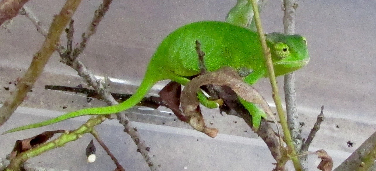 green willsii.jpg