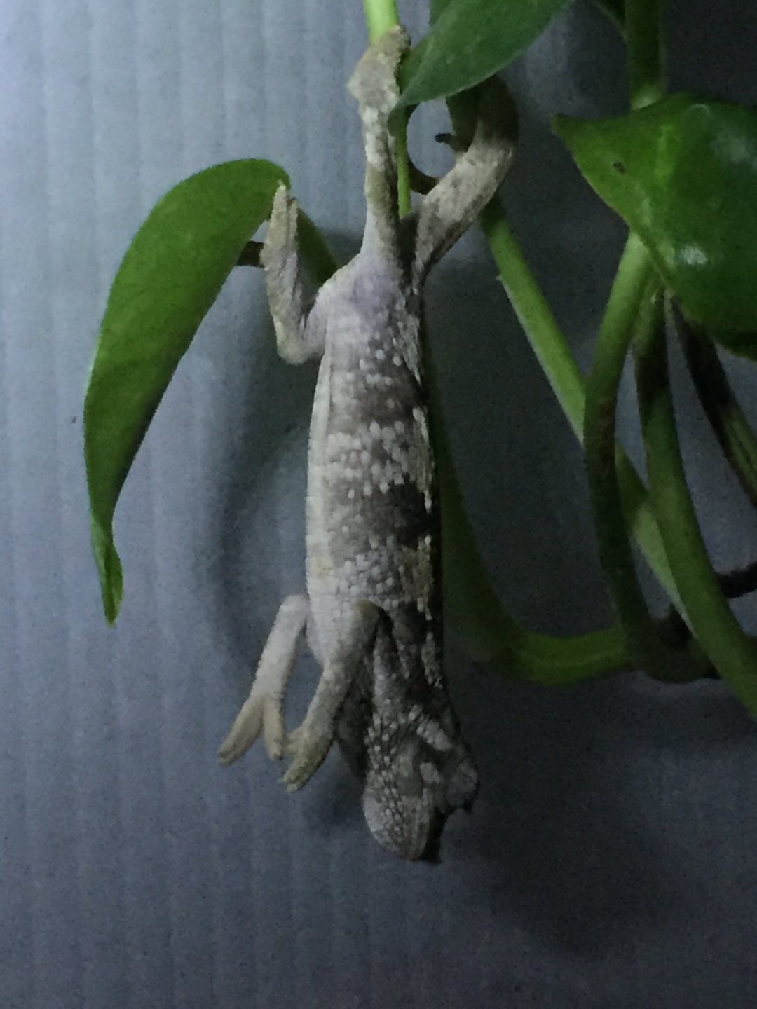 Hanging by Tail Asleep.JPG