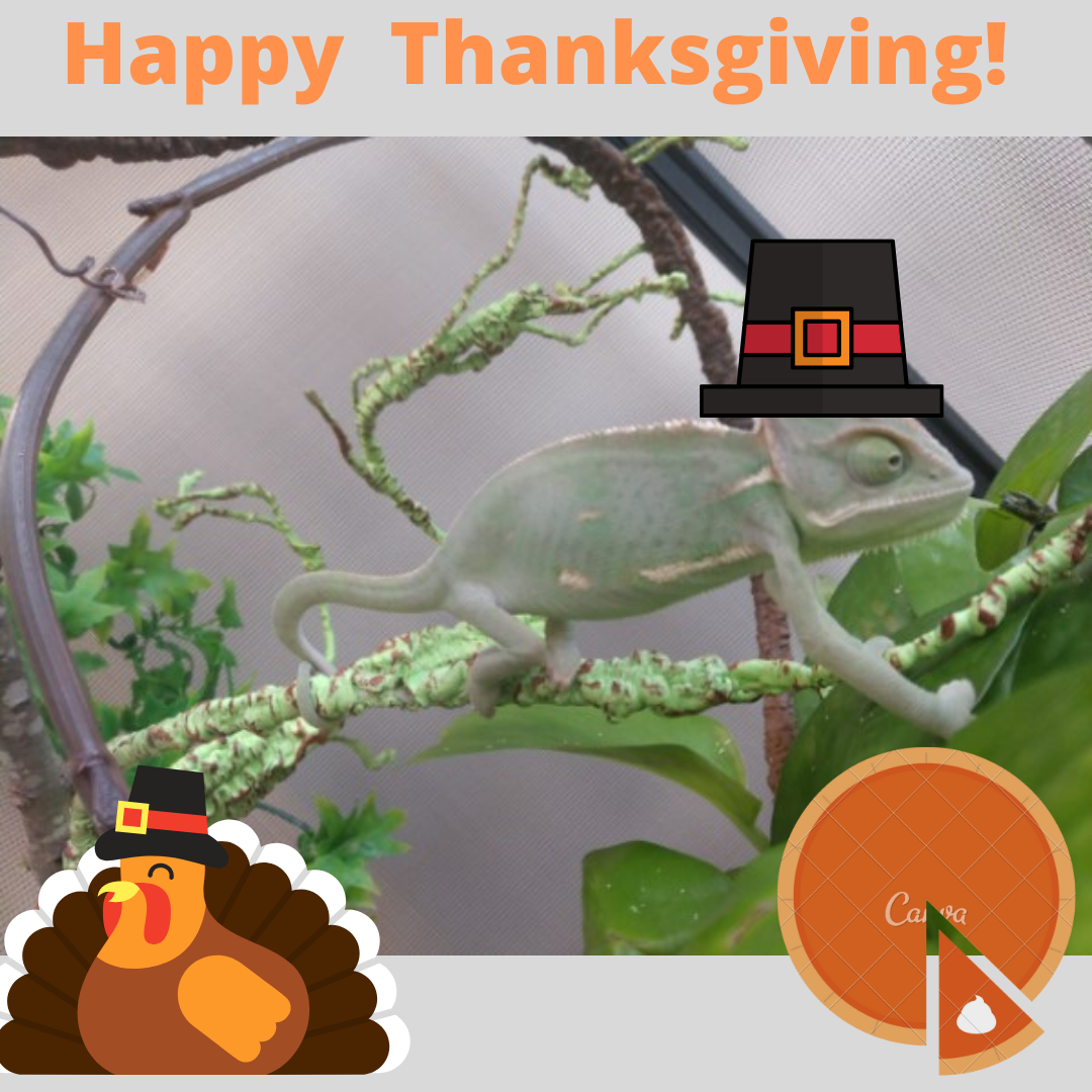 Happy Thanksgiving! (1).png