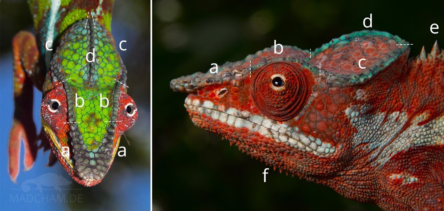 Head-crests-in-chameleons.jpg