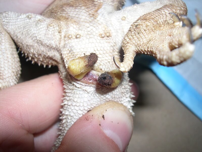 Hemipenile-plugs-lizard.jpg