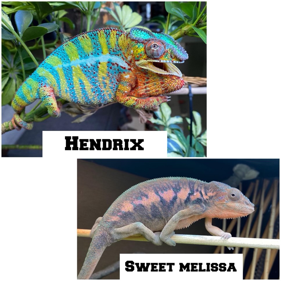 Hendrix x Sweet Melissa.jpg