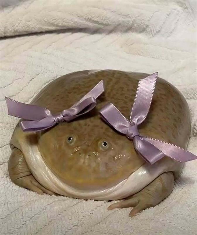 Hilarious animal moment showing a frog with two pink bows on its head, lying on a soft white s...jpg