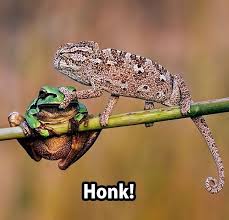 honk.jpeg