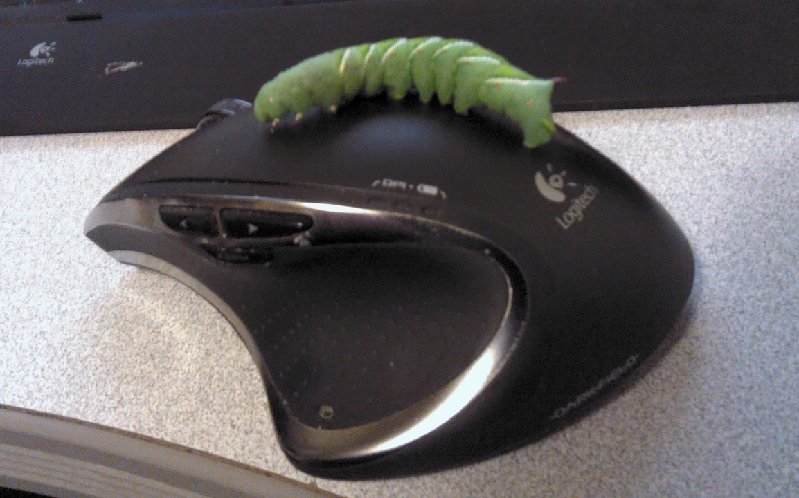 hornworm.jpg