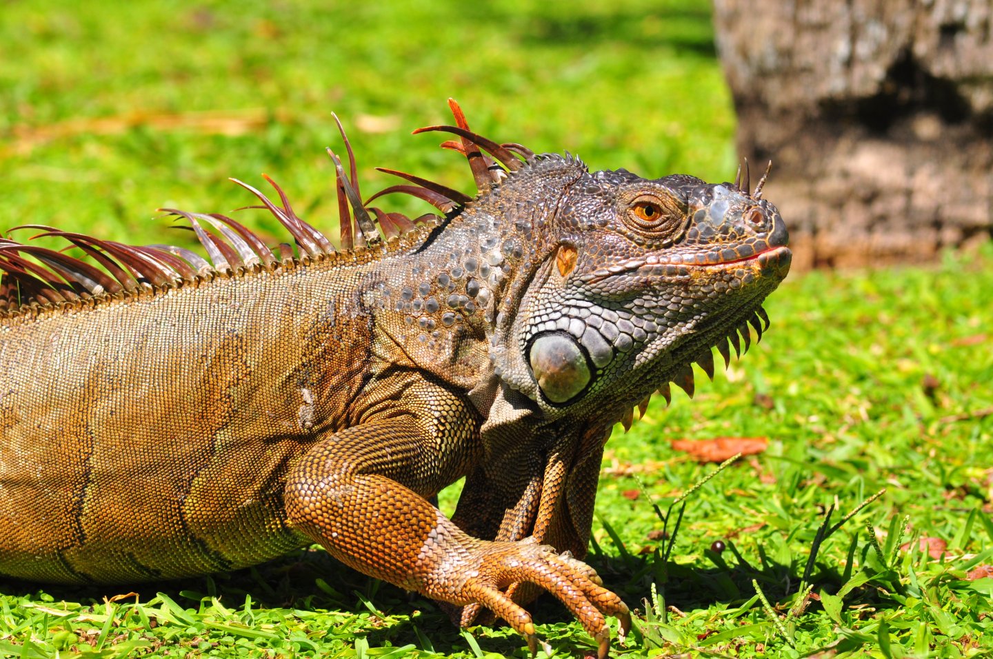 iguana04242017 001 - Copy.JPG