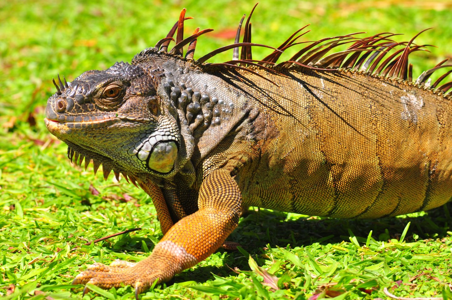 iguana04242017 010 - Copy.JPG