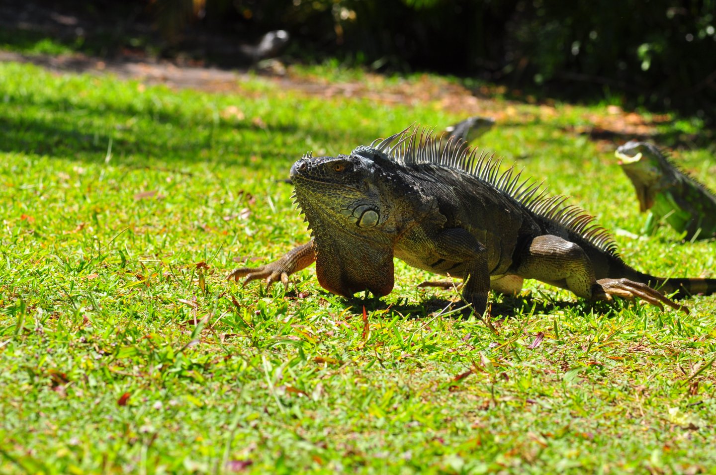 iguana04242017 019.JPG