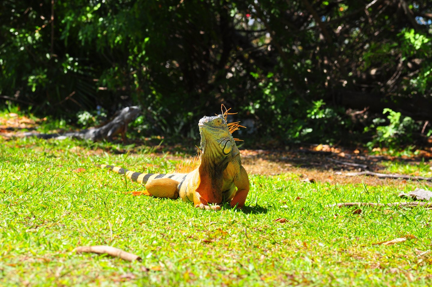 iguana04242017 031.JPG
