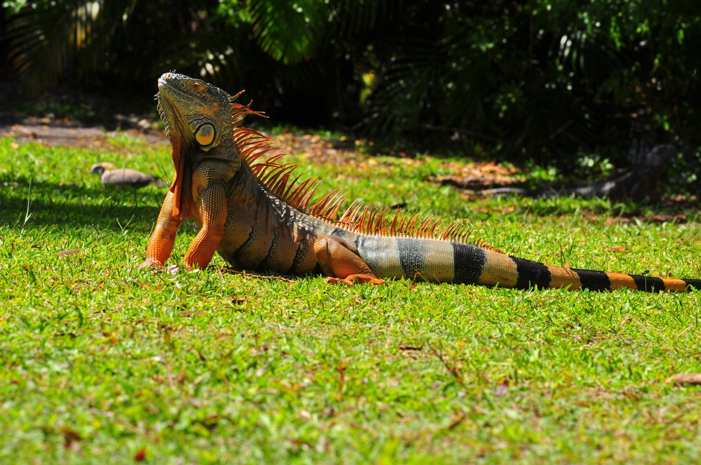 iguana04242017 071 - Copy.JPG