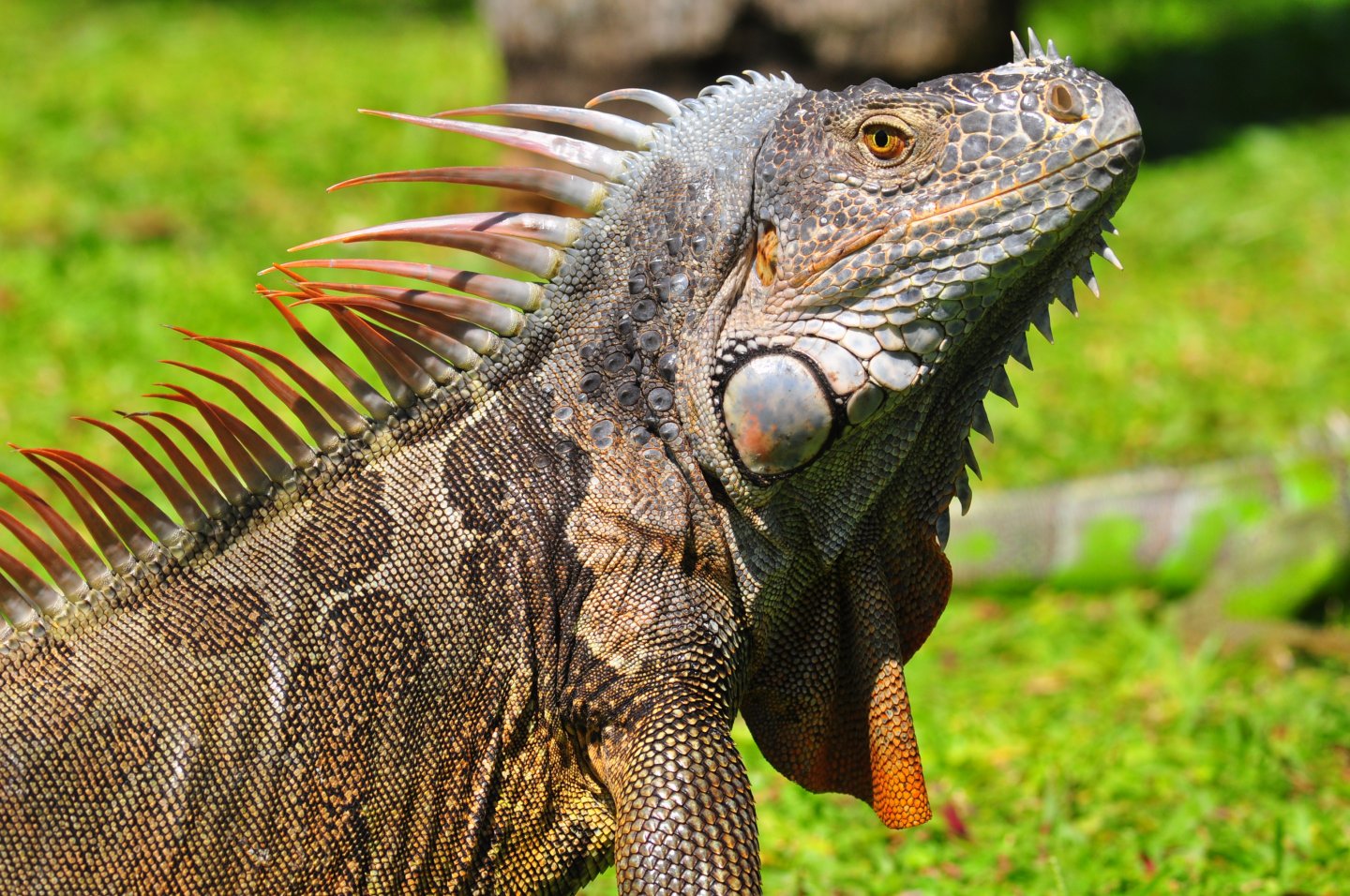 iguana04242017 087 - Copy.JPG