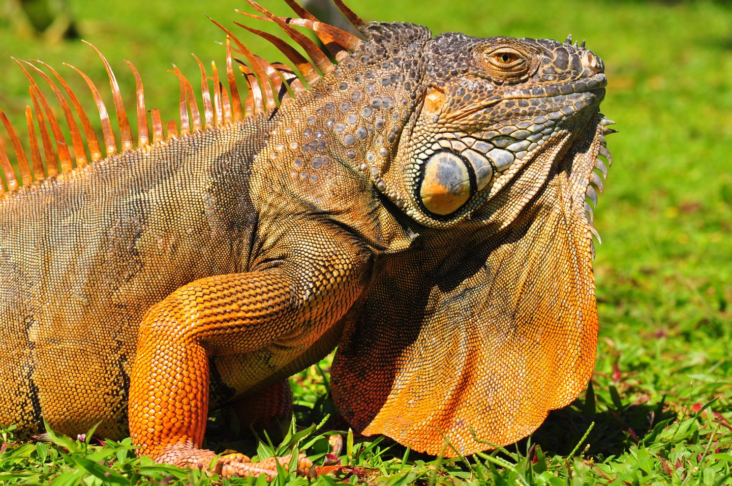 iguana04242017 102 - Copy.JPG