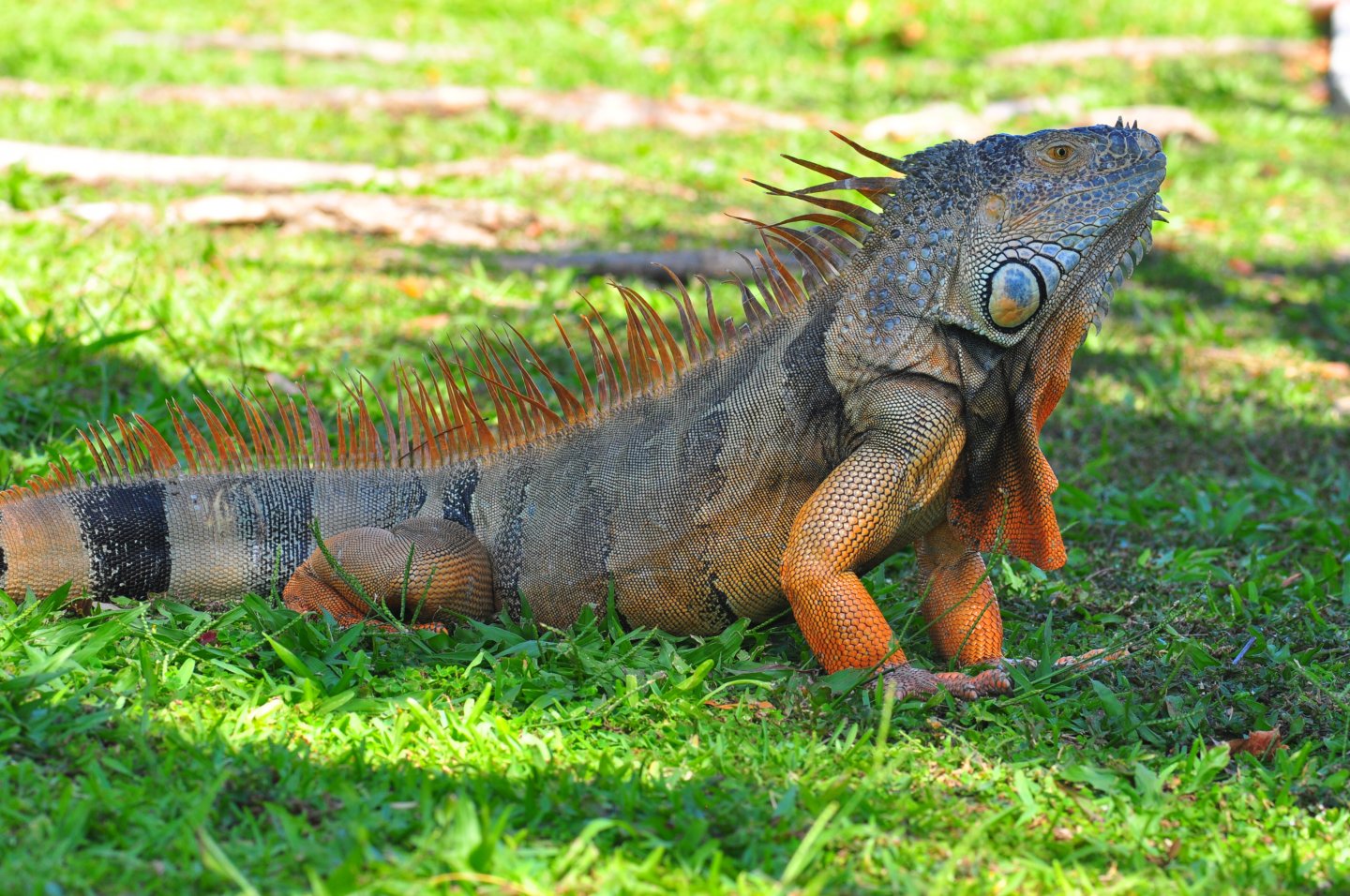 iguana04242017 199.JPG