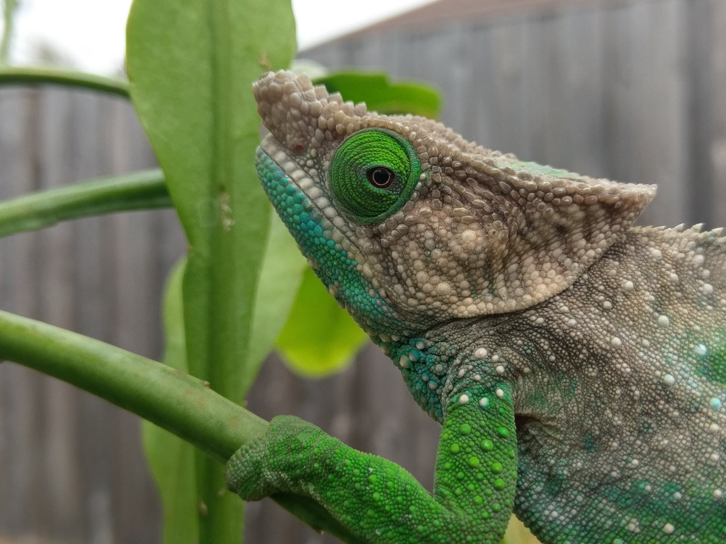 IMAG0419.jpg