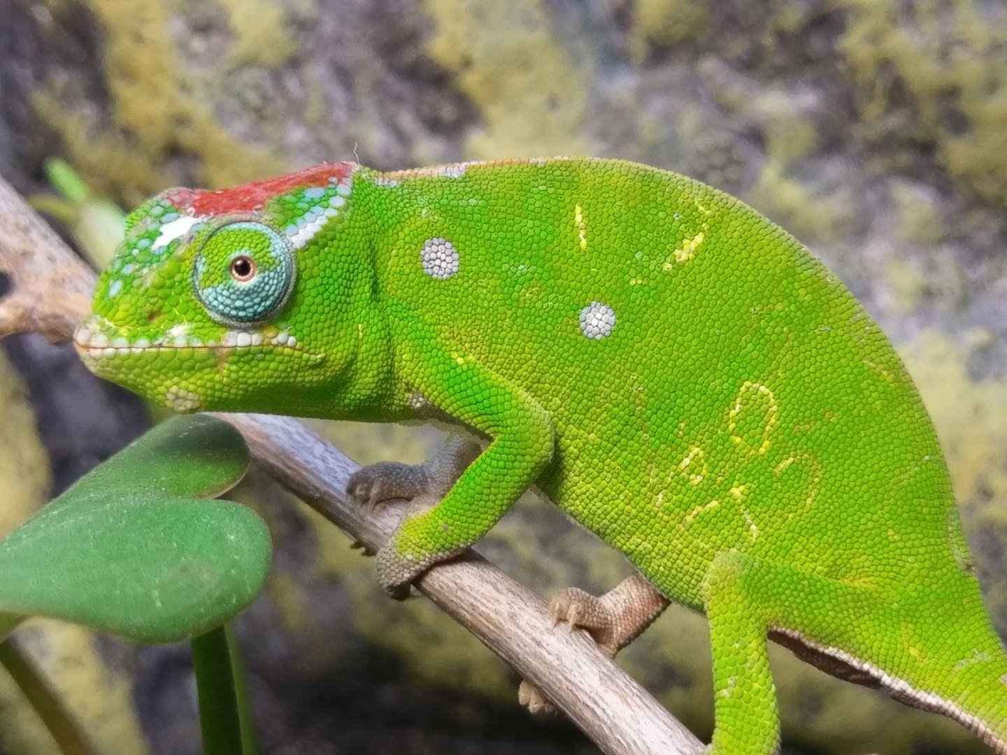 IMAG0594.jpg