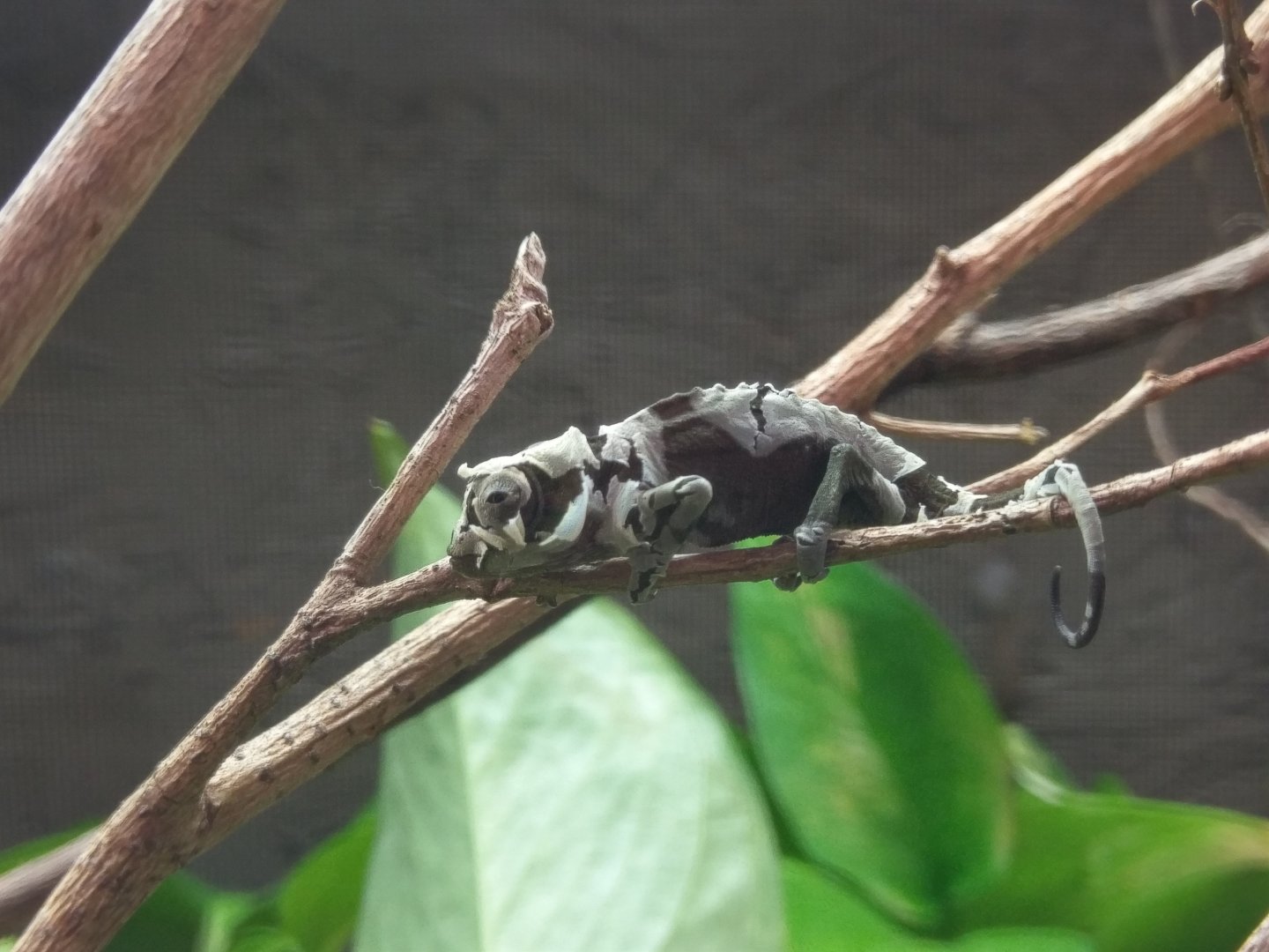 IMAG0822.jpg