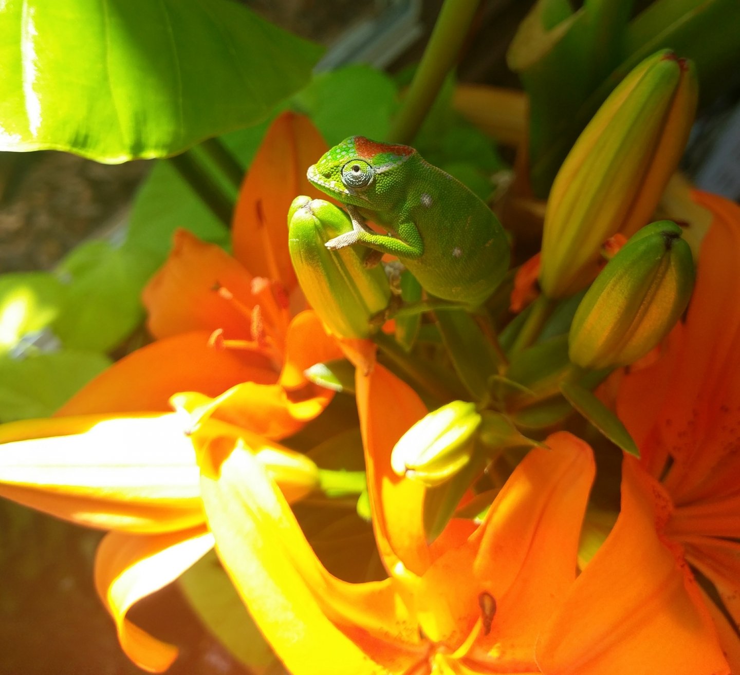 IMAG0915.jpg