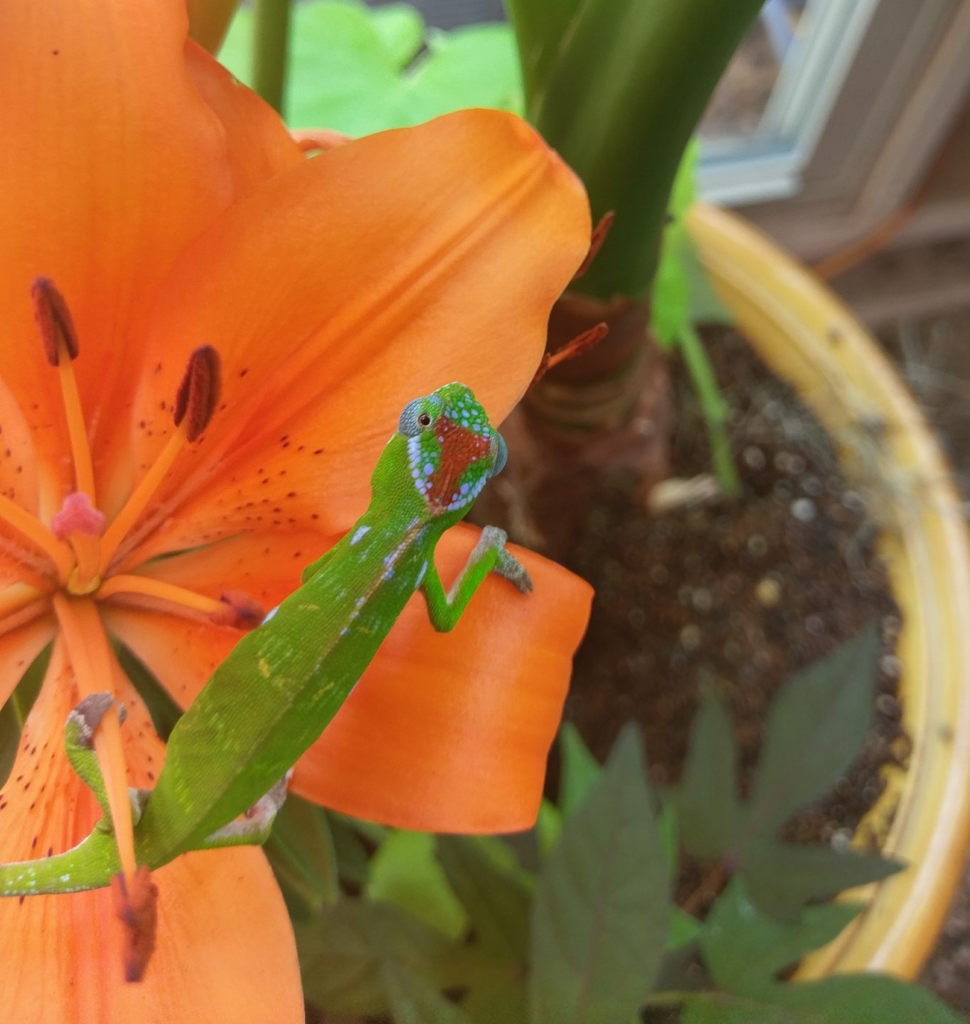 IMAG0932.jpg