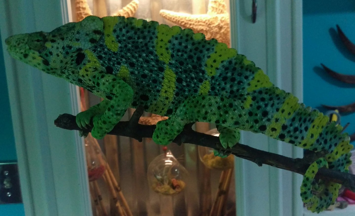 IMAG0971_1.jpg