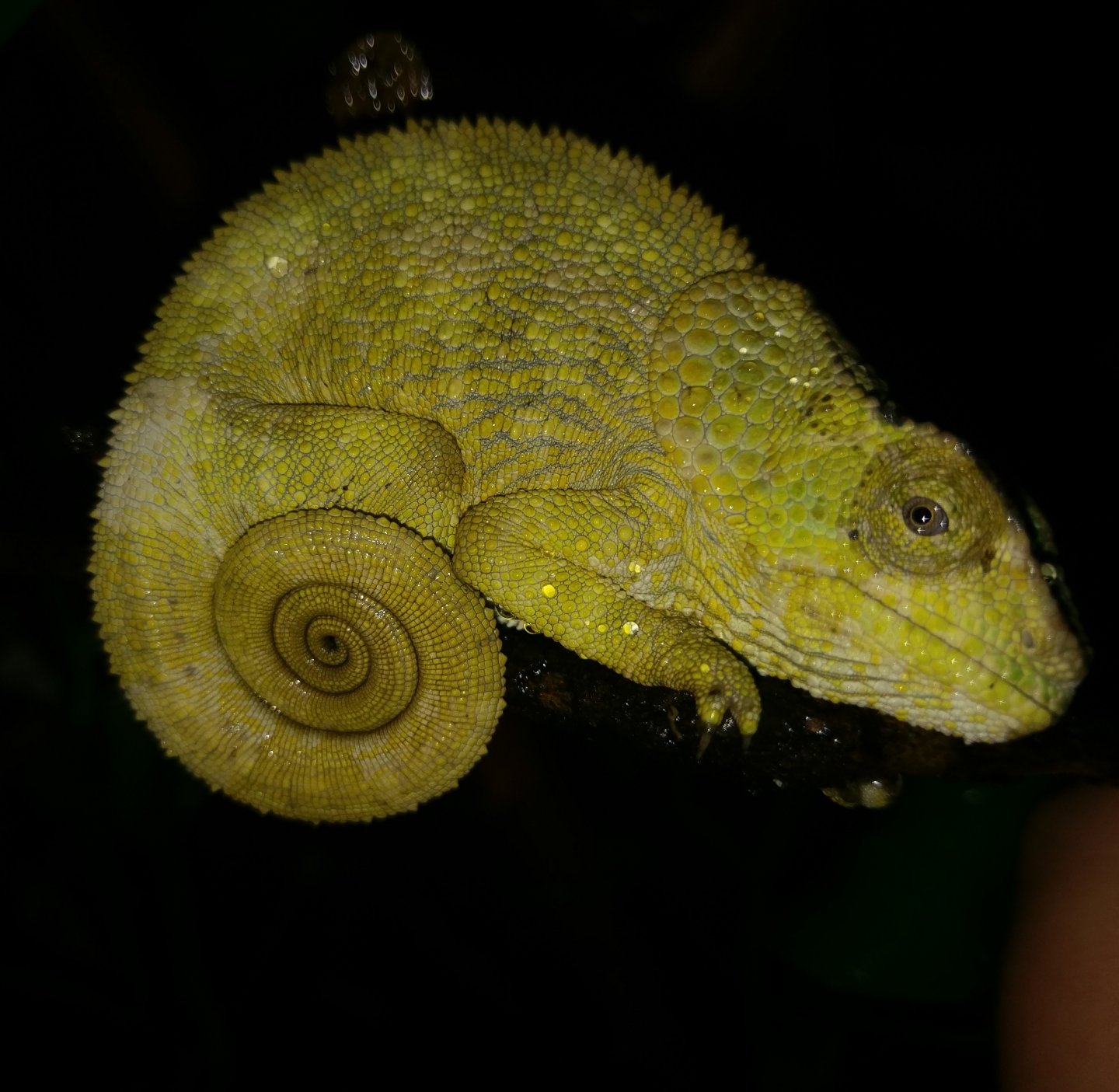 IMAG1612.jpg