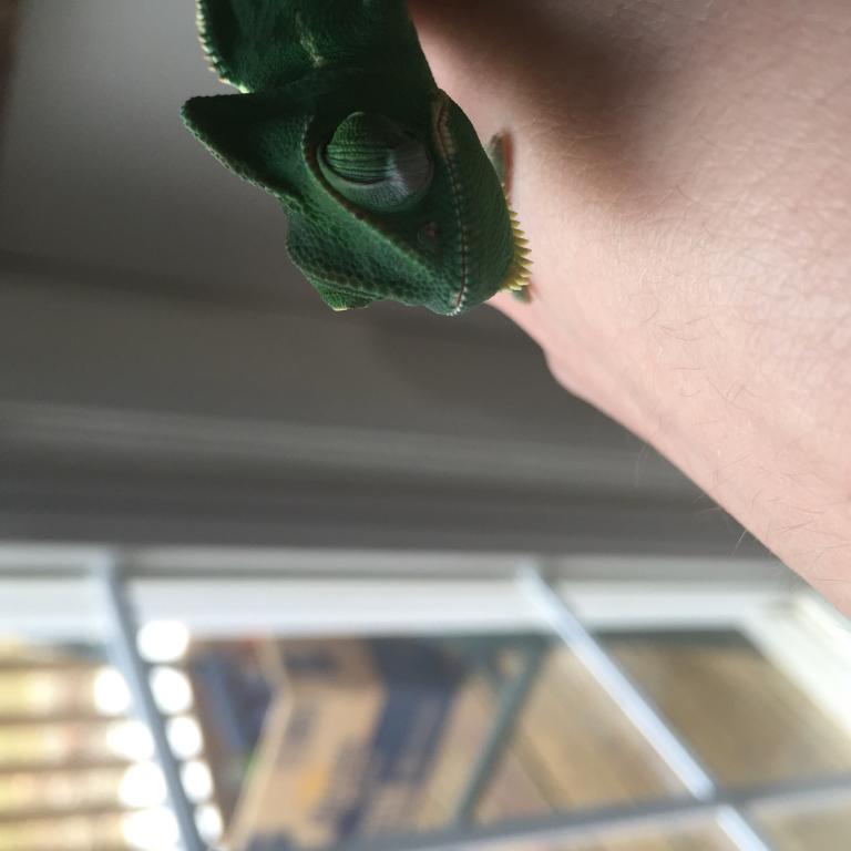 Panther chameleon on a hand