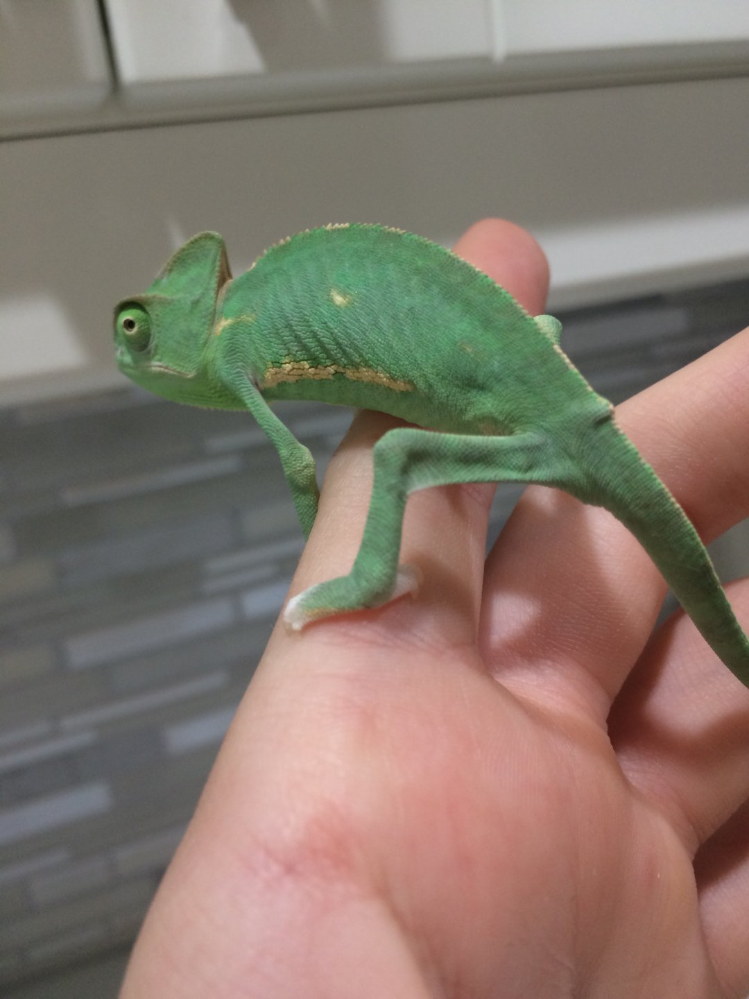 Help! Baby Veiled- Male or Female? | Chameleon Forums