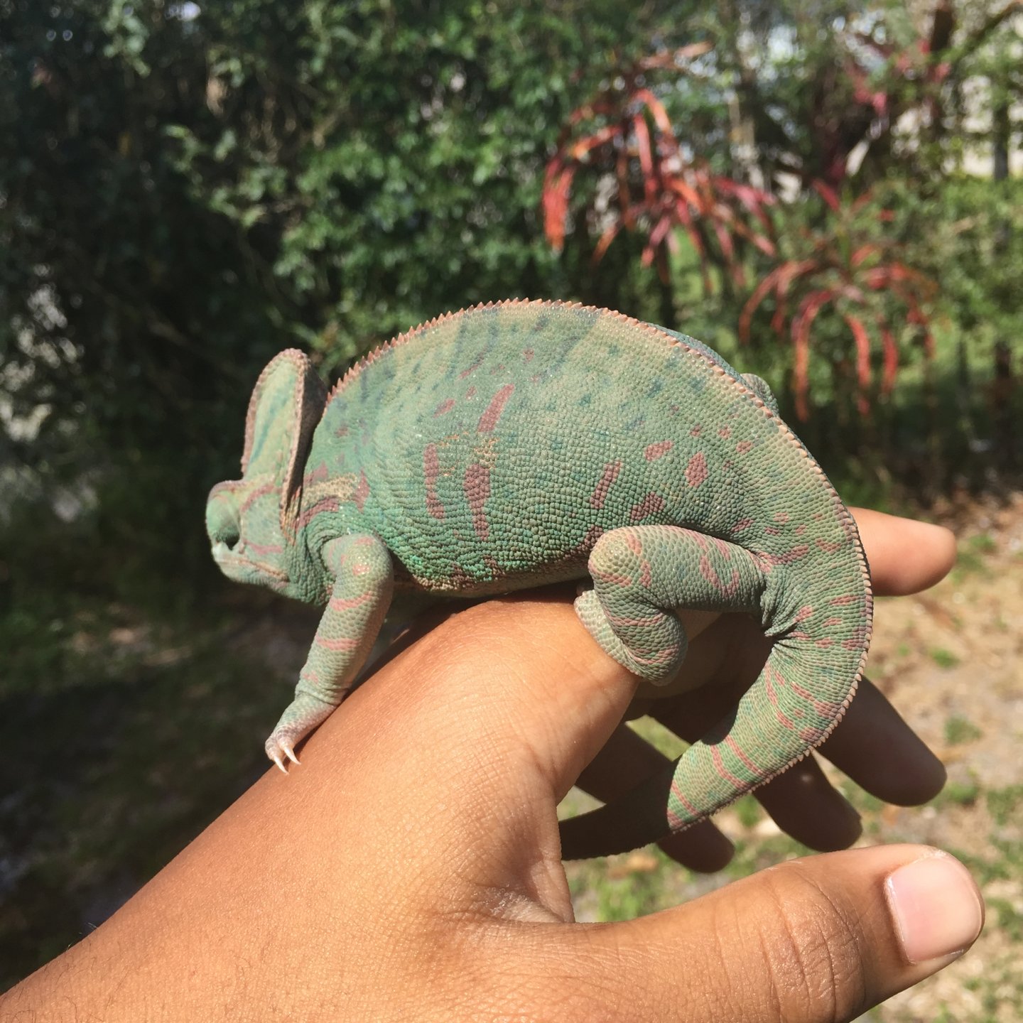 How Can You Tell if a Chameleon is Pregnant?