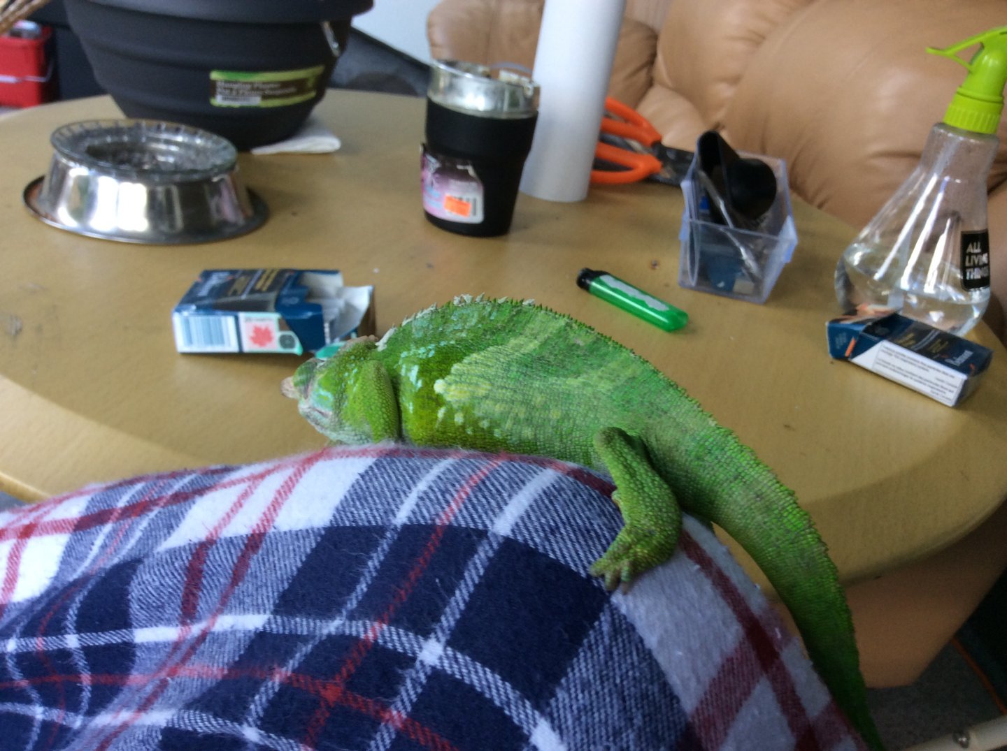image.jpeg