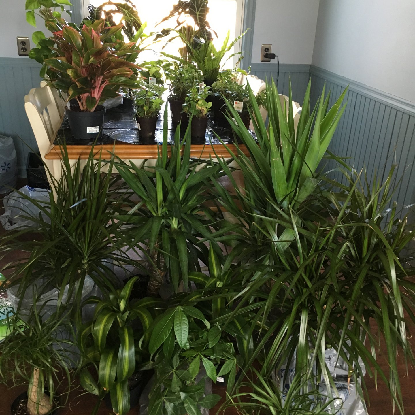Plants!!!!! | Chameleon Forums