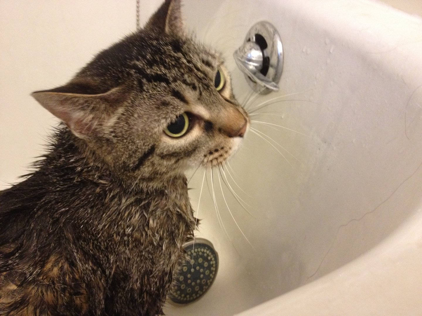 image.jpeg