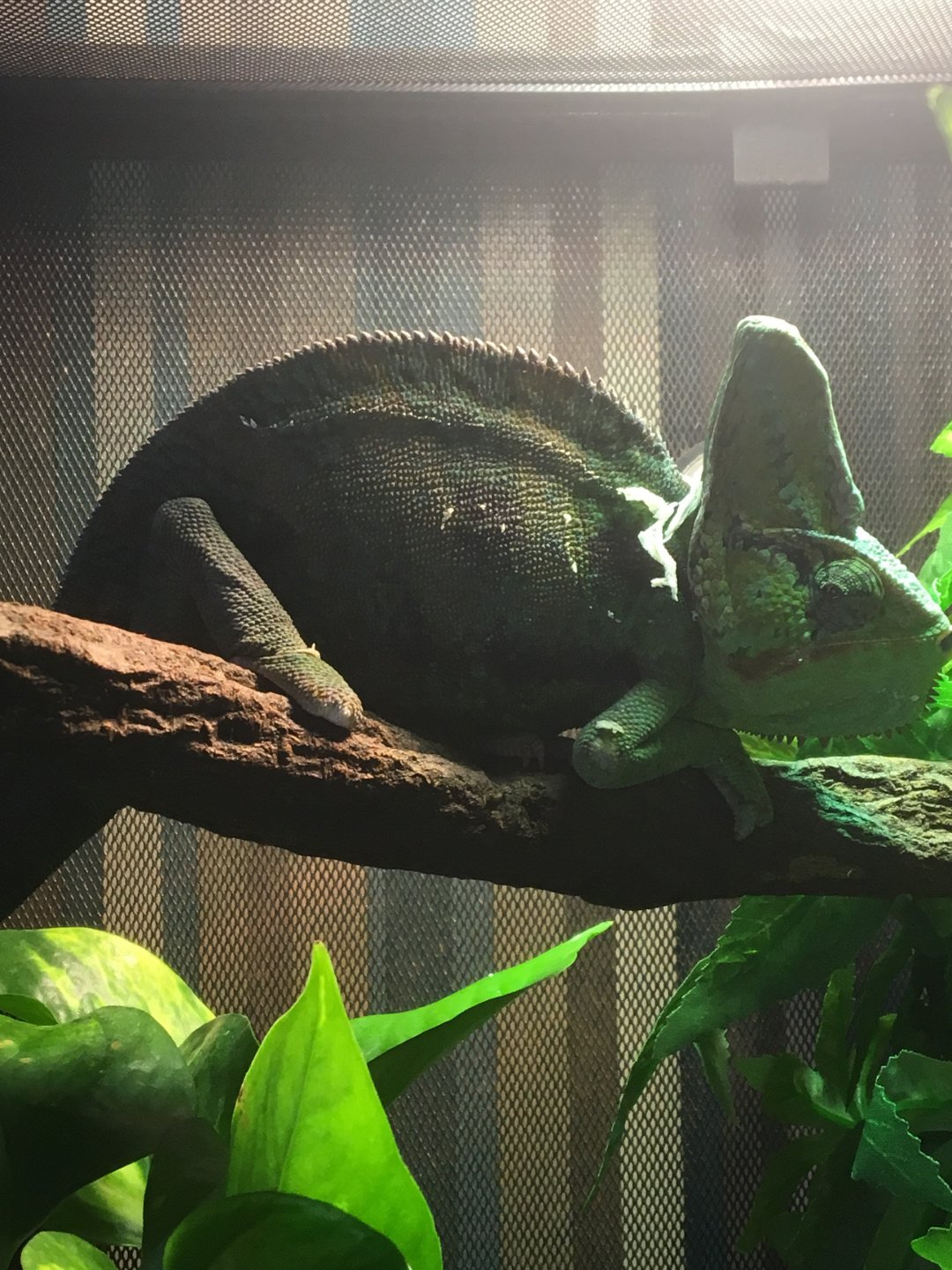 Do chameleon slow down eating during winter | Chameleon Forums