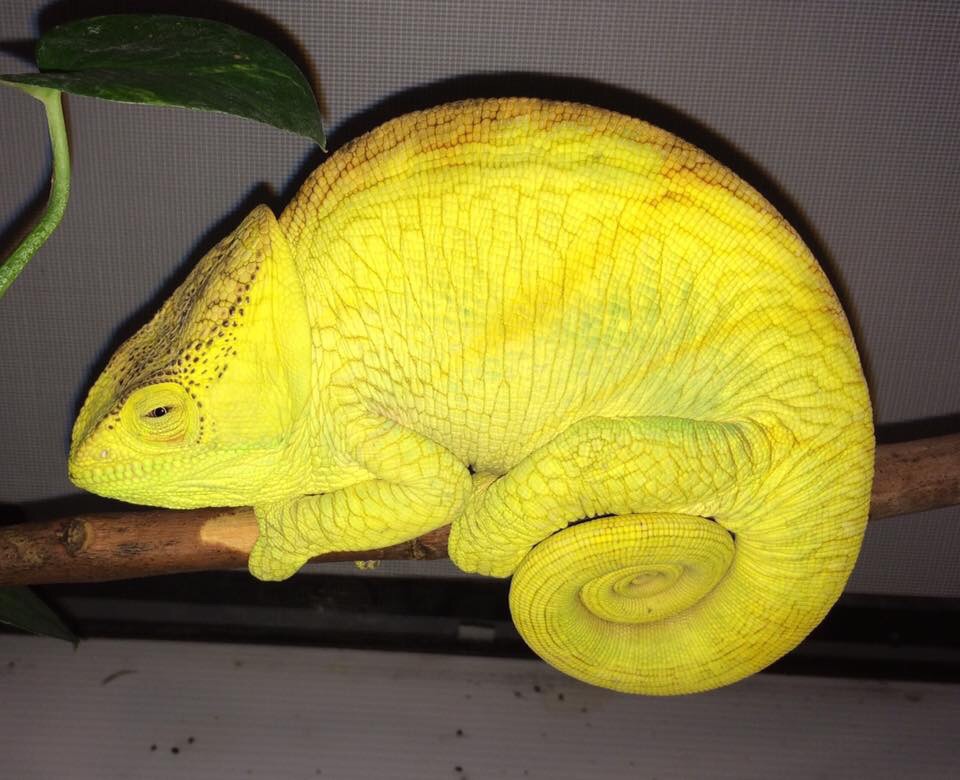 image.jpg