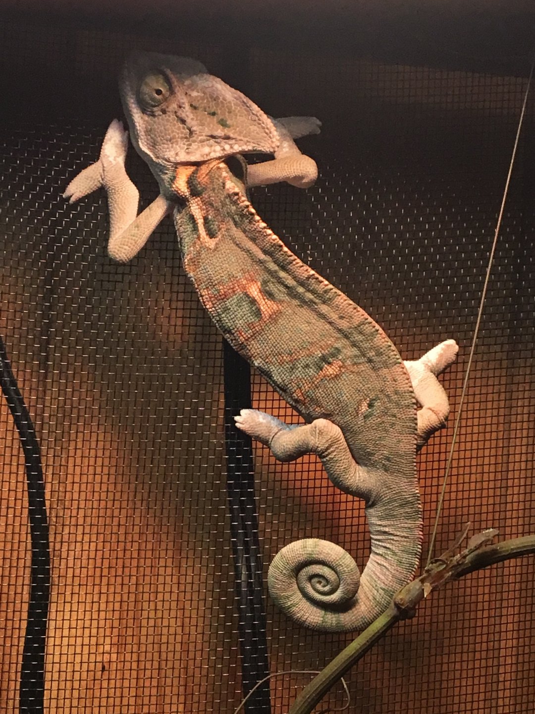 Does my chameleon look like it has MBD | Chameleon Forums