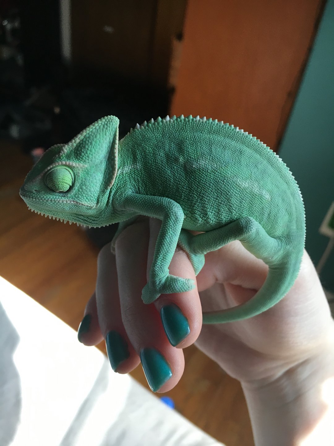 Is my veiled a male or female? | Chameleon Forums