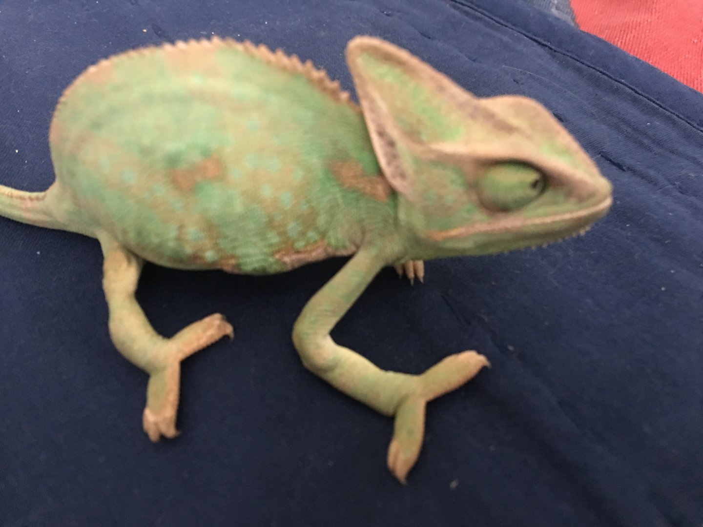 image.jpg