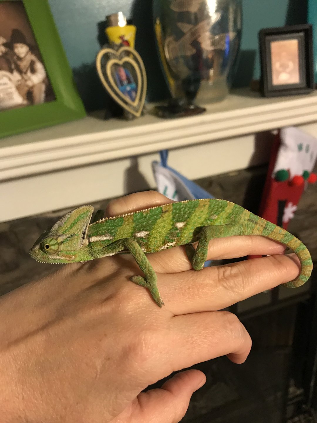 How do I tell how old my chameleon is? | Chameleon Forums