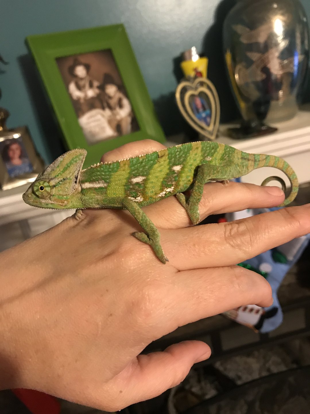 How do I tell how old my chameleon is? | Chameleon Forums