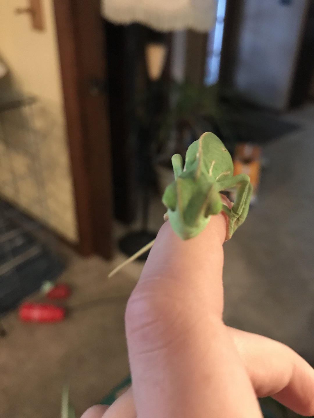 cup feeding | Chameleon Forums