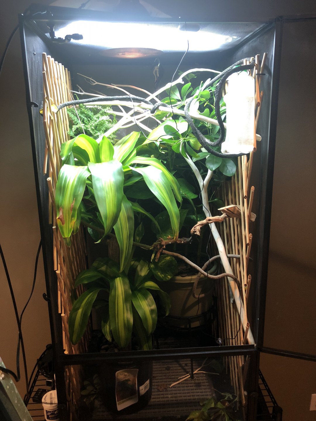 Are these species of plants safe? | Chameleon Forums