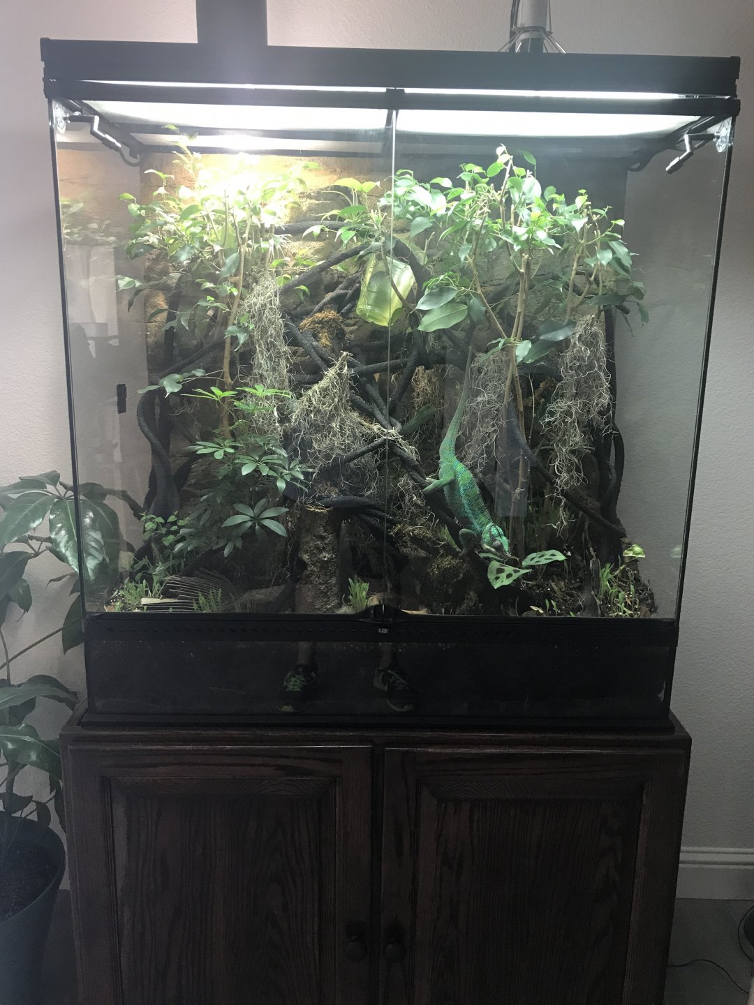 Chameleon in glass terrarium outlet