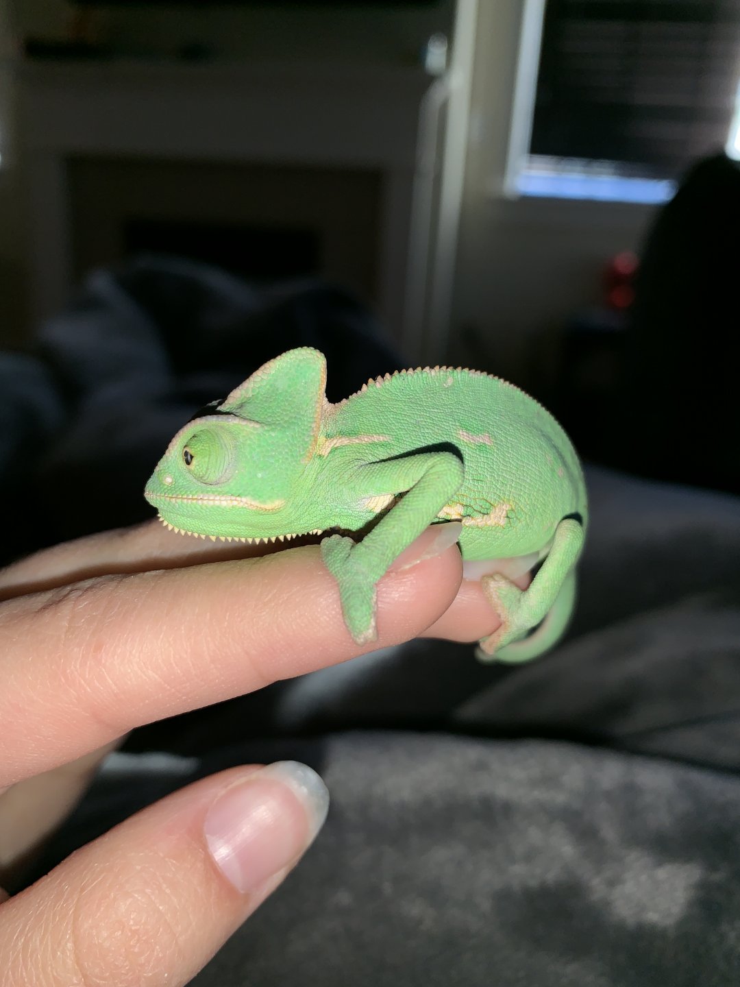 Help my baby veiled chameleon | Chameleon Forums
