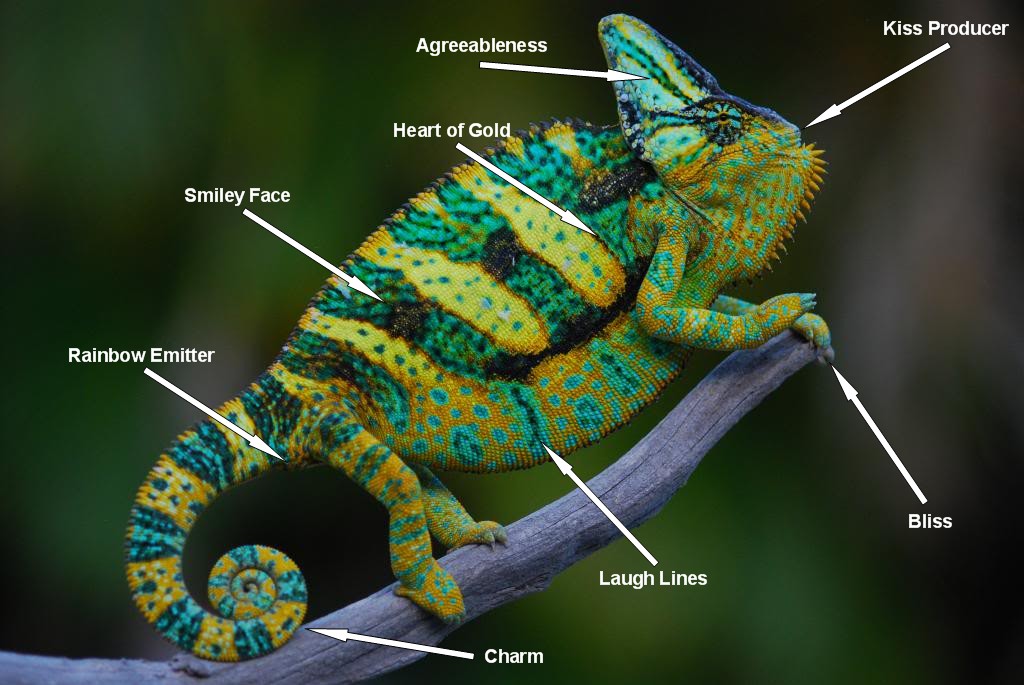 Anatomy Chameleon Forums