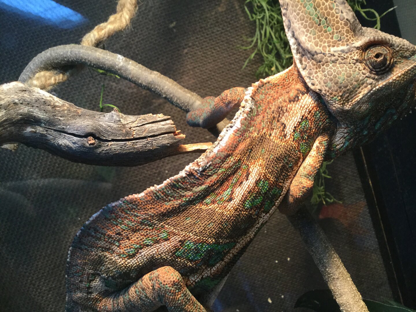 Veiled chameleon spine issues | Chameleon Forums