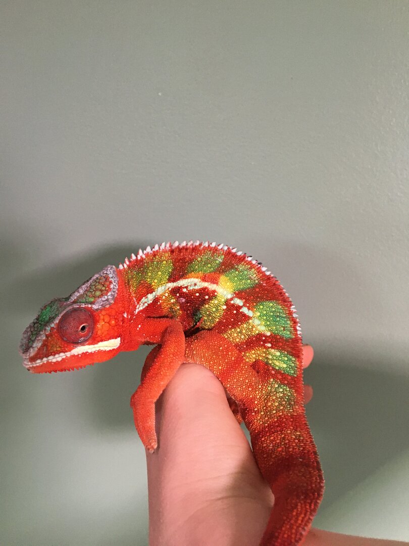 image.jpg