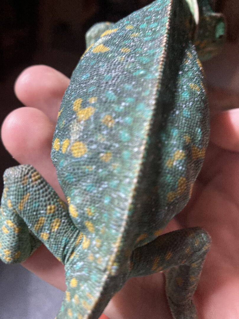 Pregnant? | Chameleon Forums